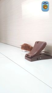 Perangkap Tikus Jebakan Tikus Hippo Snap Trap