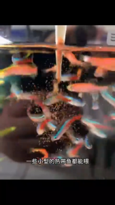 อาหารปลา ไข่อาร์ทีเมียลอกเปลือก อาหารปลาโปรตีนสูง อาหารปลากัด ไรแดง อาหารปลา อาหารปลาทอง ปลาเล็ก ปลาสวยงาม