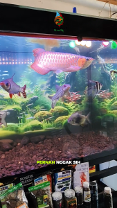 Micro Bio 100ml Bakteri Starter Penjernih Air dan Pengurai Amonia Pada Kolam & Aquarium