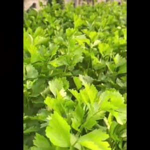 🇹🇭 ผักซอง เจียไต๋ ถั่วนิโกร O175 ซองประมาณ 70 เมล็ด เมล็ดพันธุ์ผัก ถั่วฝักยาว ถั่วนิโกร เมล็ดผัก เมล็ดพืช ผักสวนครัว