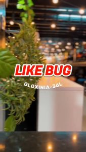 ⚡️LIKE BUG⚡️GLOXINIA 36L Multipurpose Front Opening Storage Box Stackable Toy Snack Household Storage Cabinet