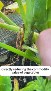 Control underground pests Piercing-sucking pests Long-acting systemic insecticides Vegetable insecticides Botanical insecticide sprays Corn insecticides Rice insecticides