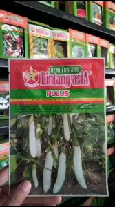 Benih Bibit TERONG PUTIH PULUS 10 Gr Bintang Asia 100% Original