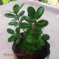 pohon bonsai beringin Korea / bibit bonsai beringin Korea. 