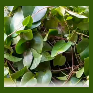 BEST SELLER HERBAL PALING AMPUH Binahong Kapsul Original Untuk Obat Luka Pasca Operasi Isi 45 Kapsul Sudah BPOM dan Original