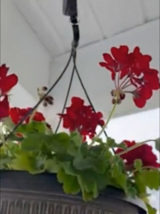 Garden Baskets Pots Hanging Hook Adjustable Lift Plant Pulley Set Retractable Pull Down  Flowerpot
