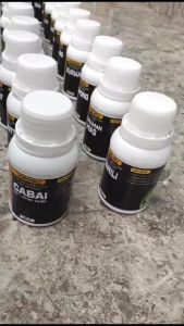 Pupuk Khusus Aglonema Agar Daun Lebar Cerah Kilap Subur Cepat Tumbuh Pucat Jadi Segar Sehat