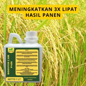 Pupuk Semprot Pelebat PADI Pupuk Pelebat PADI Pupuk Penyubur PADI ZPT