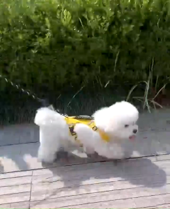 [SG stock] Dog Harness/leash -  lightweight reflective