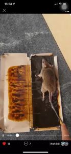 Keo dính chuột siêu dính Minh Phương 12 tấm bẫy chuột to