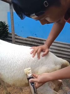 COD LAORENTOU Alat Cukur Elektrik Bulu Hewan Domba Anjing Kucing Kambing Rechargeable / mesin cukur domba garut di cas listrik / alat cukur bulu domba kambing kucing elektrik tanpa kabel / mesin potong ulu domba / pencukur bulu kucing domba anjing kambing
