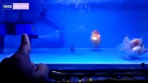 AQUAMAN WP 920 - Mesin Top Filter Box Kotak Aquarium Aquascape WP920