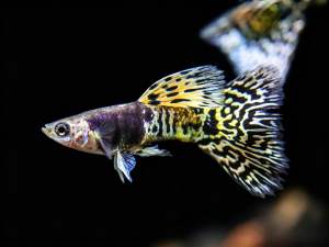 Yellow Tiger Guppy 1 pair