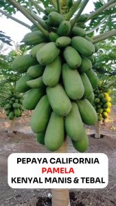 Benih Pepaya California Hibrida PAMELA 20 Seed Unggul CAP PERMATA HIJAU