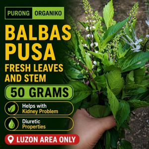 BALBAS PUSA (TAHEEBO) FRESH & DRIED LEAVES good for UTI Kidney Stones Gallstones