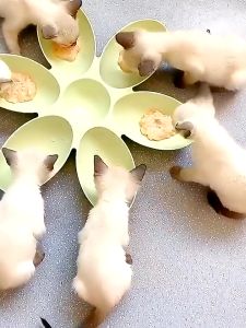 Goly Puppy Kitten Feeder Multiple Cat Plate Bowl Petal Shaped Pet Dinner Bowl Multi-cat Family Feeding Bowl
