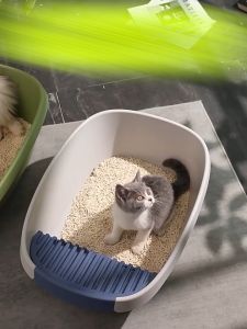 [XTRA BESAR] Angola Pet Litter Box Open Top Extra Besar M28 Wadah Pup Anabul/Baskom Pasir Anjing Kucing FREE SEKOP