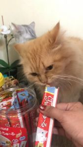 14g Inaba Ciao Churu Inaba Cat Treats Snack Grain Free Wet Food All Stages Adult Kitten