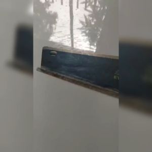 GERGAJI GOROK EYEBRAND 20\" 20 INCH 20INCH TJAP MATA CAP ASLI GRAJI EYE BRAND PEMOTONG KAYU