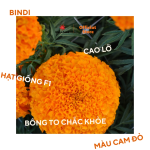 Hạt giống Mega Seed hoa vạn thọ Bindi Thái F1 cam đỏ cổ lùn – Mega Bindi bông to màu đẹp dễ trồng gói 20 hạt