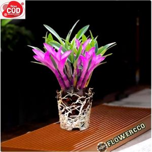 PROMO!! Tanaman hias bunga anggrek dendrobium parfum bunga Purple polcanis