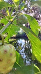 Buah mengkudu segar 500gramPace organik segar