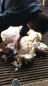Pisau potong bulu domba Grooming hewan perawatan rambut bulu potong bulu domba potong bulu kambing gloves