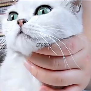 Pet Wipes 80 pcs Tissu Basah Kucing Dan Anjing Hewan Peliharaan Untuk Mata Dan Telinga