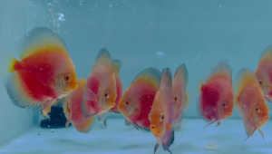 Hũ Thức Ăn Cá Dĩa BESSN 270g (Dạng Viên) - Thức Ăn Cá Đĩa Cao Cấp Pros Choice/KHOÁNG BỔ SUNG/MEN TIÊU HOÁ