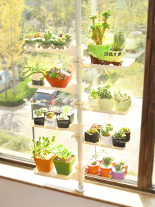 New Arrival Window Sill Succulent Flower Stand Indoor Home Bay Window Multi-Layer Space-Saving Balcony Ceiling Scindapsus Shelf