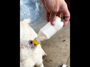 500ml Lamb Feeding Bottle Hang Upside Down Milk Feeder for Baby Goats Calves Farm Animal