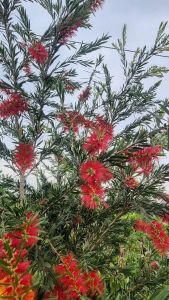 แปรงล้างขวดแดง กระถาง 11 นิ้ว ต้นสวยและแข็งแรง (กทม)