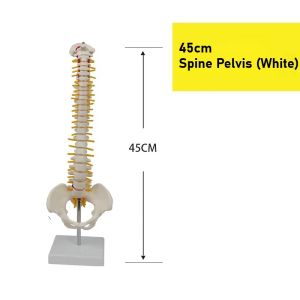 Theratools | Human Colored Spine Model with Pelvis Adult Skeletal Anatomy Display Dynamic Teaching Rehabilitation Training Medical Study Aid