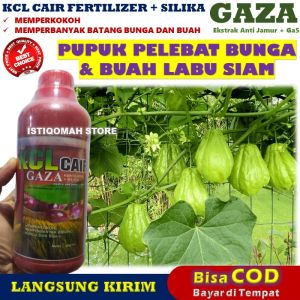 Pupuk Pelebat Bunga dan Buah Labu Siam KCL GAZA 500ML Obat Semprot untuk Memperbanyak Batang Bunga dan Buah Tanaman Labu Siam Paling Ampuh - Pupuk Ajaib Pelebat Buah Labu Siam yang Bagus dan Murah Hasil Panen Melimpah