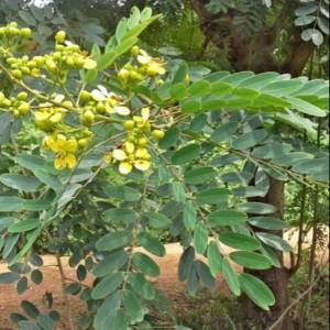 1 KG DAUN POHON JOHAR FRESS HERBAL ALAMI