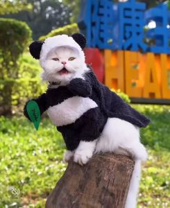 ÁO MŨ GẤU TRÚC CHO THÚ CƯNG CHÓ MÈO