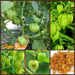 15 BUTIR BIJI/BENIH CIPLUKAN HIJAU GREEN TOMATILLO