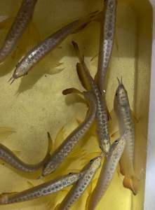 High Quality💢Wholesale Price- 24K Golden Head/ 24K Crossback Golden Arowana -[ Included Cert & Chip ] AquaX Live Fish With D.O.A. *Ship West & East Malaysia* ~Farm Direct Sell