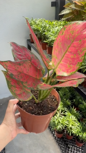 Aglaonema Anjamani Chinese Evergreen Indoor Plant with Pot