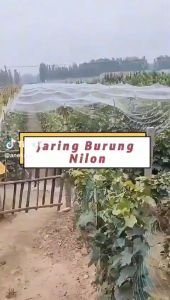 JARING PADI PENUTUP SAWAH SENAR 0.12/ JARING BURUNG PIPIT DAN EMPRIT / JARING PENUTUP SAWAH / JARING PELINDUNG PADI