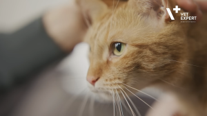 Vet Expert VetoSkin per piece Twist Off Capsules for skin conditions of dogs and cats