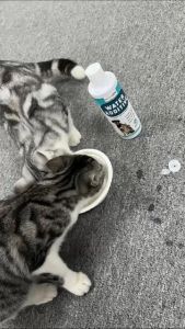 Nutridog Water Additive Pet Mouthwash Pet Drink Tooth Cleaning Water : Remove Bad BreathTarget Plaques TarterStains&Freshens BreathCat&Dog  Oral Cleaning