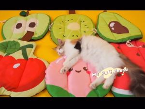 เบาะรองนอนสูงสุนัข แมว ที่นอนสัตว์เลี้ยง สำหรับน้องพันธุ์ละเอียด พร้อมส่ง