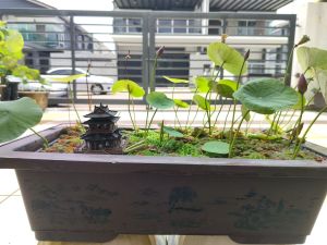 Rectangular Pot Ideal for Mirco / Small Lotus / Mini Terriaum / Paludarium / Aquascape ( without holes)