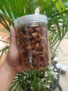 BISA COD BELALANG GORENG KECIL BEST SELLER TOPLES WARNA
