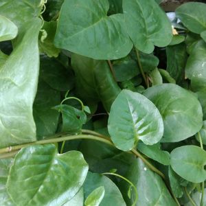 Daun Binahong segar Fress 300 gram