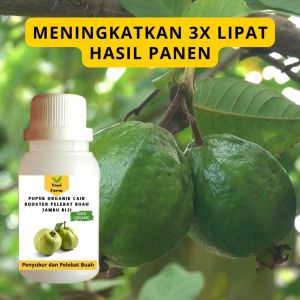 Pupuk Jambu Biji Cepat Berbuah / Pupuk Pelebat Buah Jambu Biji / Pupuk Booster Jambu Biji Cair