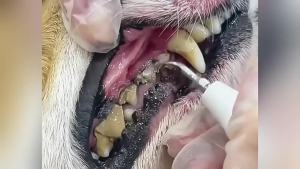 New  Ultrasonic Dental Cleaner Tartar Remover Dog Dental Cleaner Removes Calculus Moon Tooth