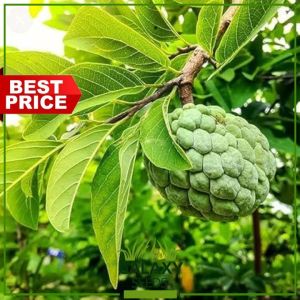 "GalaxySeeds" Atis Seeds for Planting Vegetable Plants (3 Seed) Including extra fertilizer Sugar Apple SWEETSOP Plant