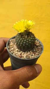 ต้นกระบองเพชร แคสตัส เฟรเลีย ปิกเมีย Frailea pygmaea 🍄 #cactus #Frailea